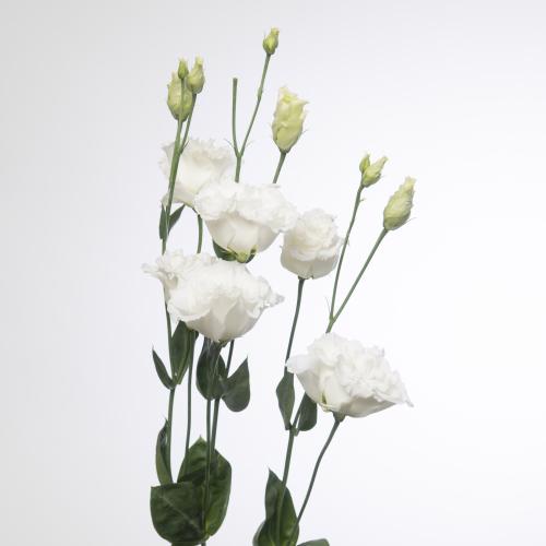 10x Eust.celeb chrystal du 70cm
