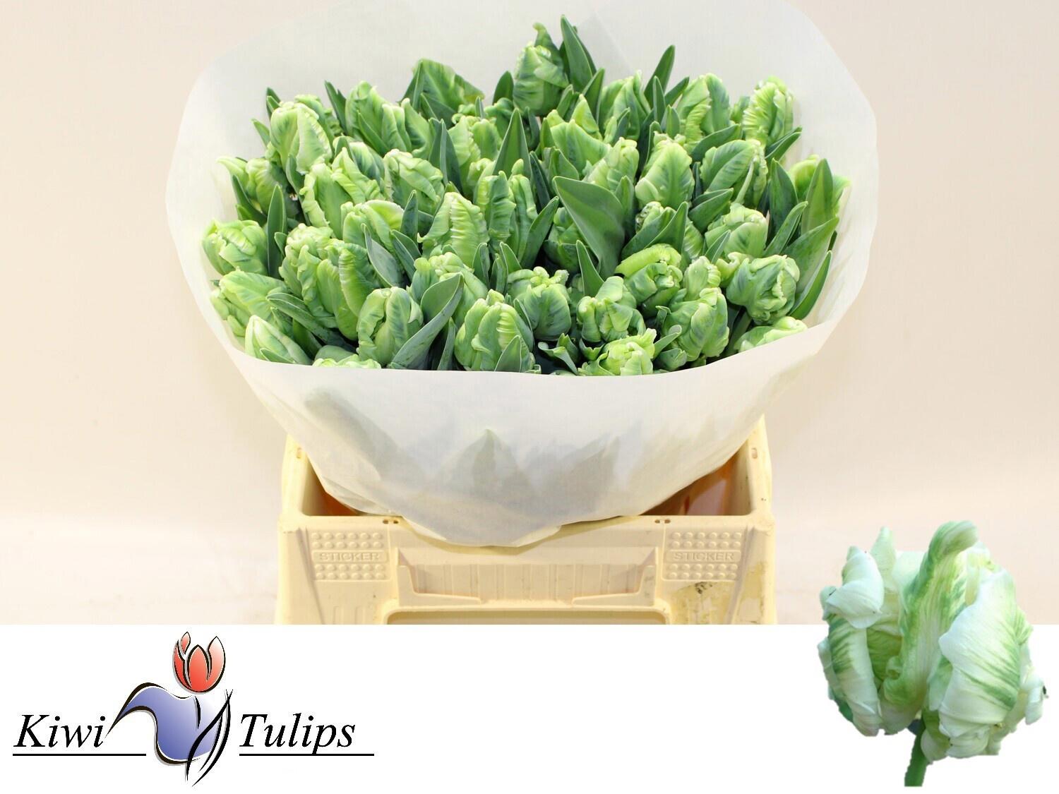 50x Tulipa super parrot pa 40cm