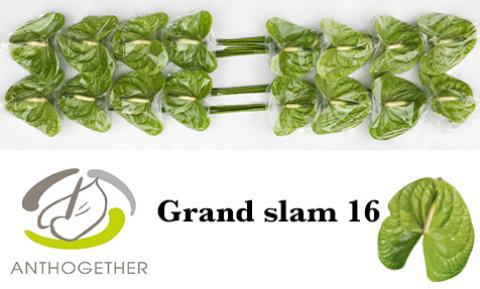 16x Anth.grand slam 10cm