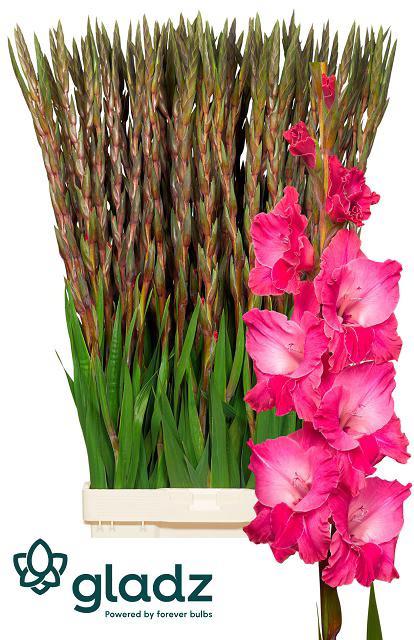 10x Glad.fairytale pink 80cm