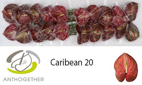 20x Anth.caribean