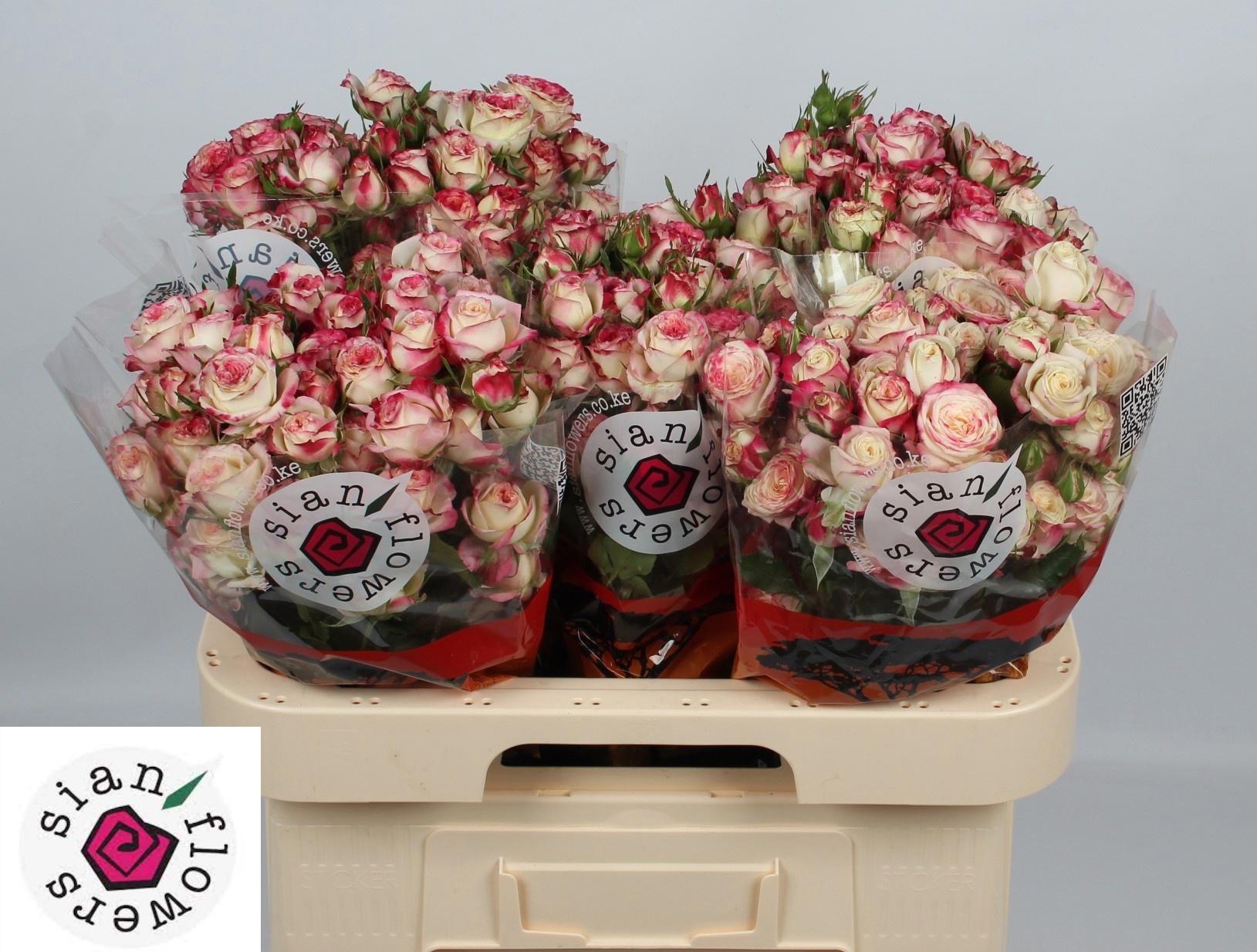 10x Rosa street party 60cm