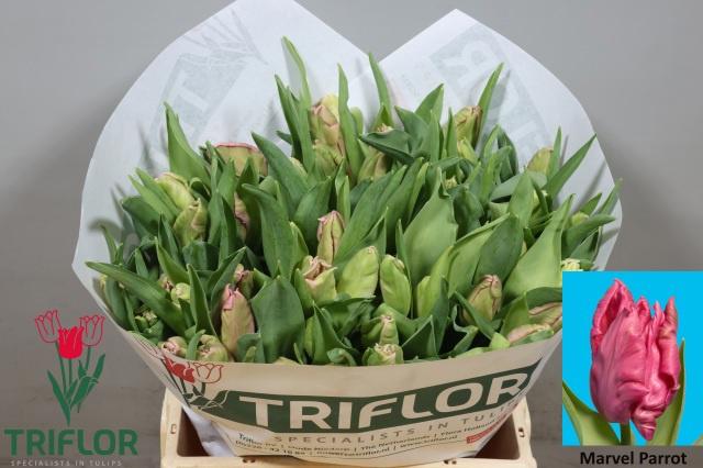 50x Tulipa marvel parrot pa 40cm