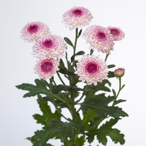 10x Chrysant abbey 70cm