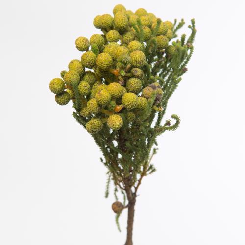 10x Pg berzelia abrotanoides 50cm