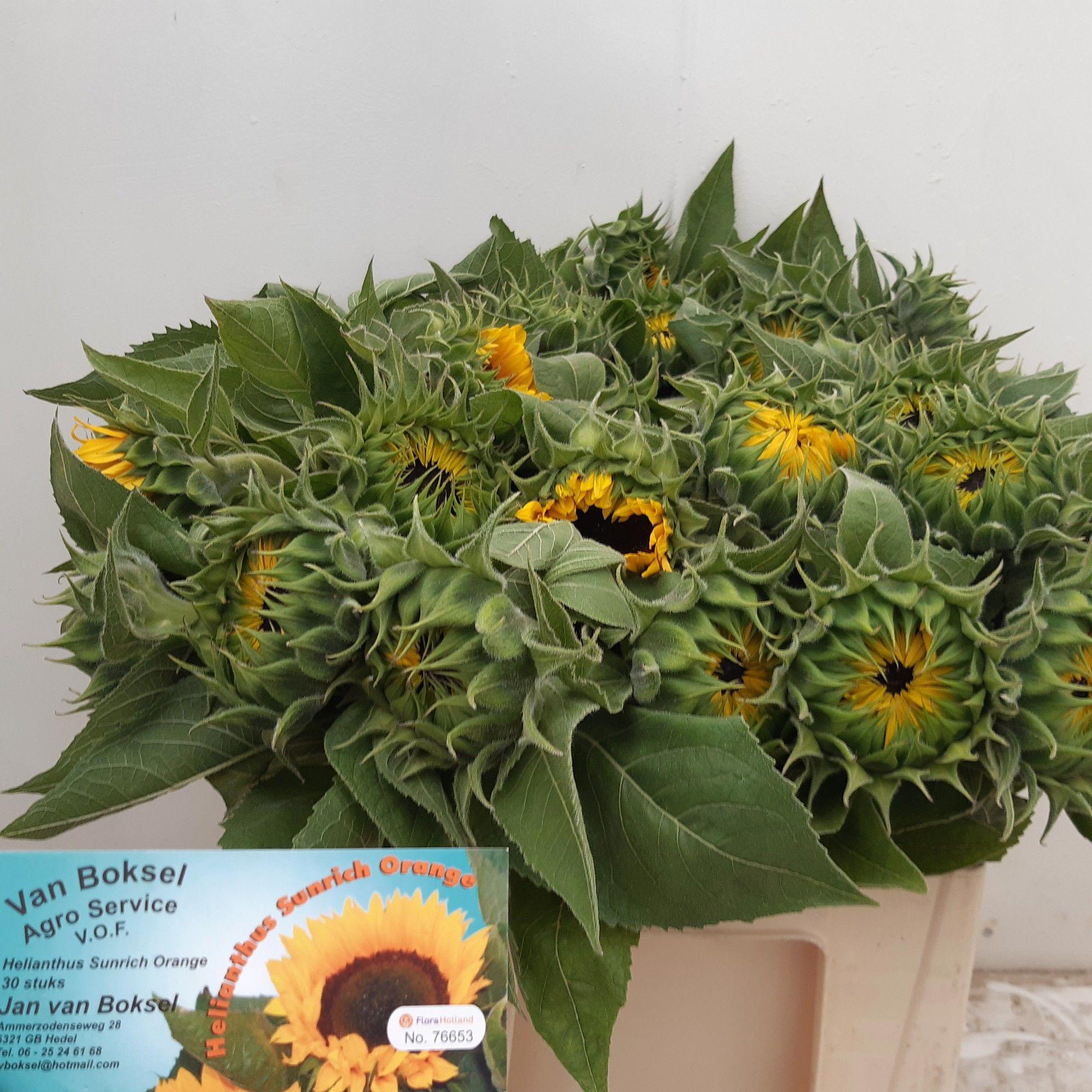 10x Helianth.sunr.orange 60cm