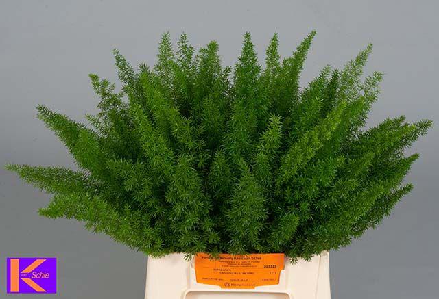 50x Aspar.myers 40cm