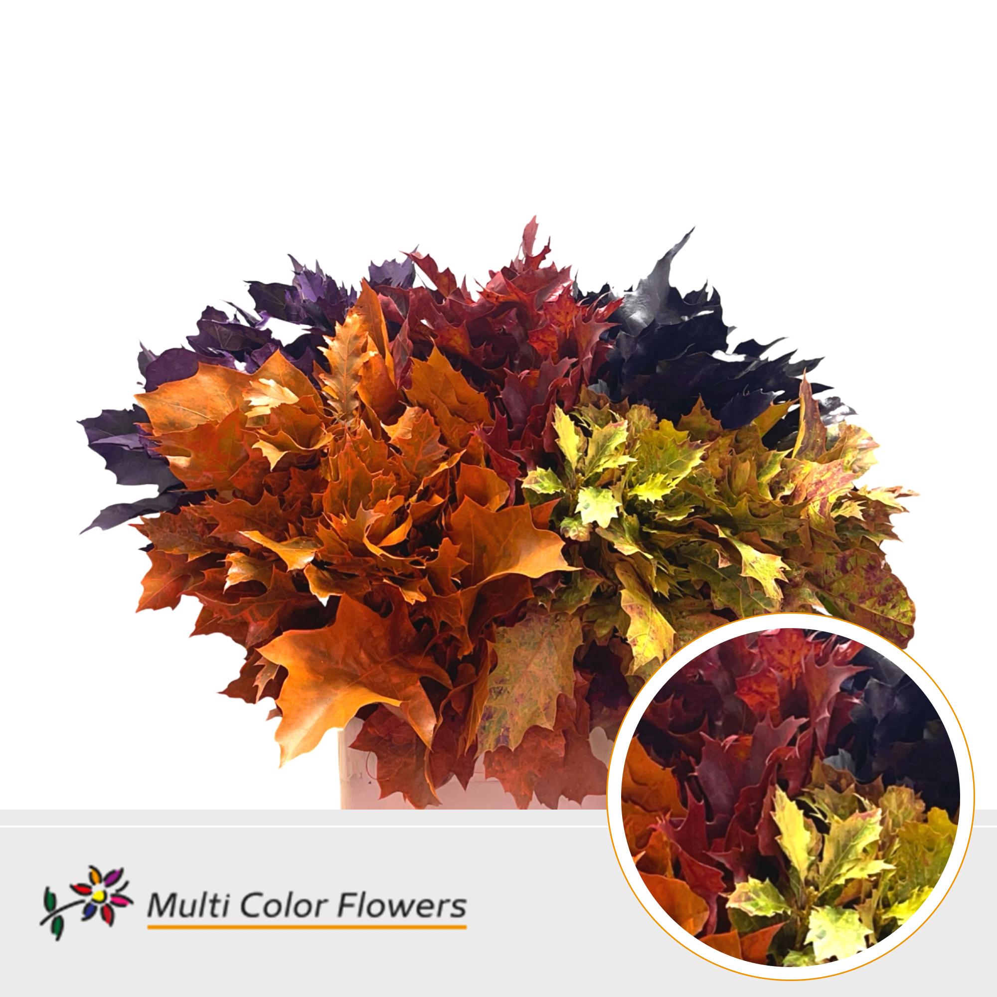 100x Sg quercus herfst mix 60cm