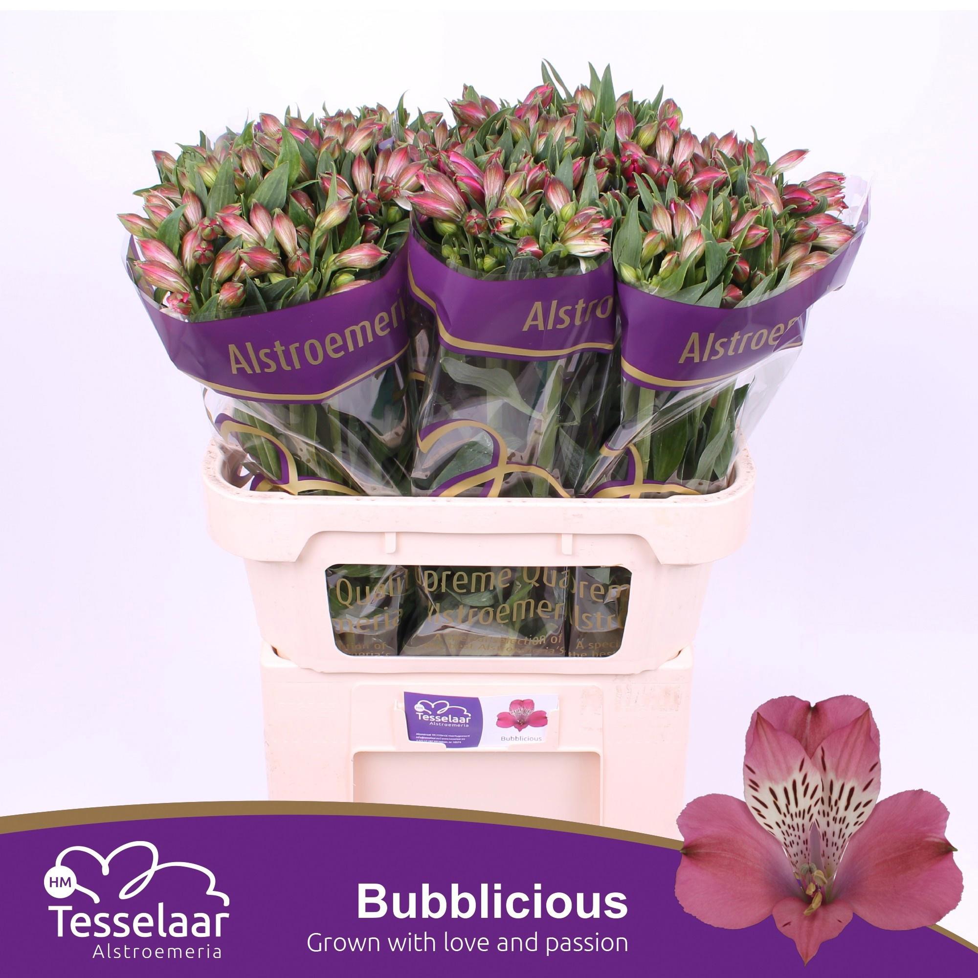 10x Alstroemeria bubblicious 70cm