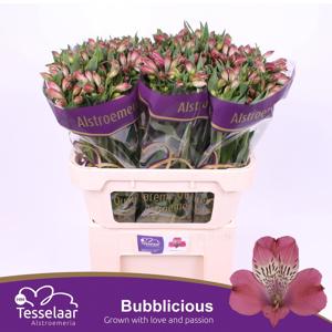 10x Alstroemeria bubblicious 70cm