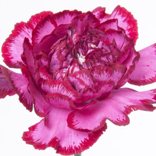 20x Dian.st.bacarat purple 60cm