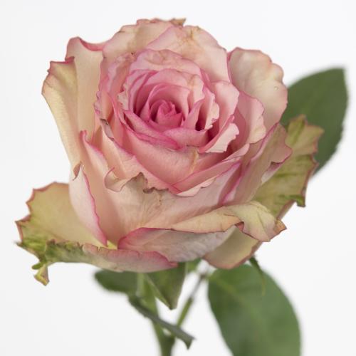 10x Rosa paloma steffi 50cm