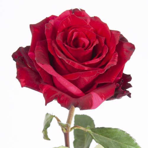 10x Rosa red panther 50cm