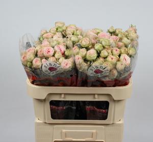 10x Rosa sweet giselle 70cm