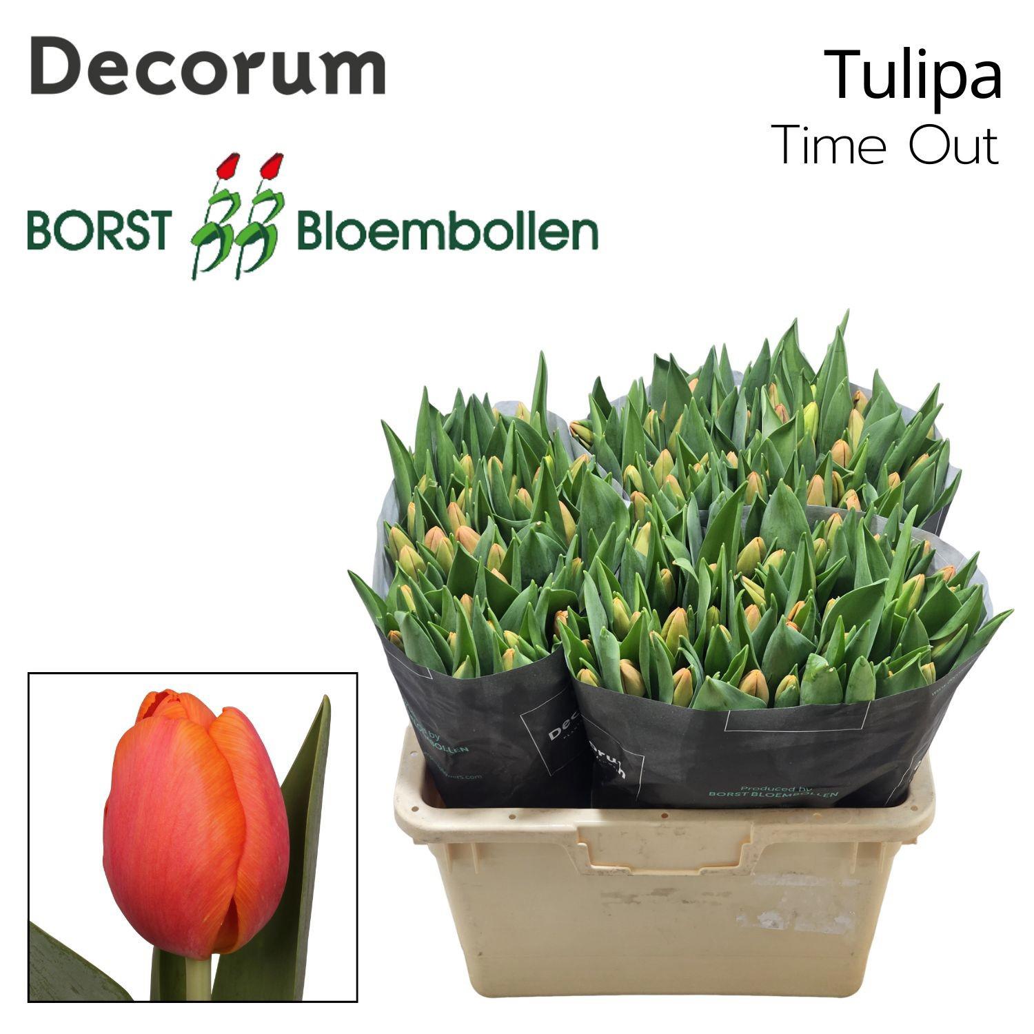 50x Tulipa time out en 40cm