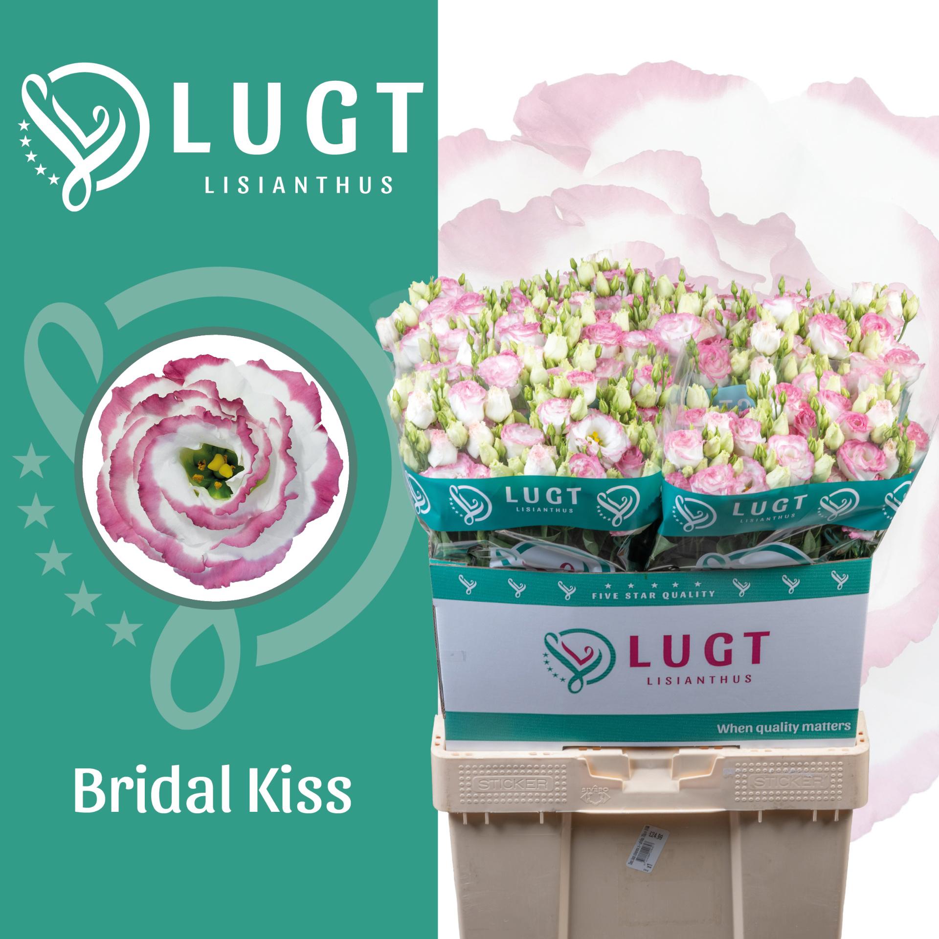 10x Eust.croma bridal kiss du 70cm