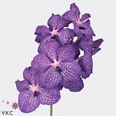 4x Vanda kan.magic blue 30cm