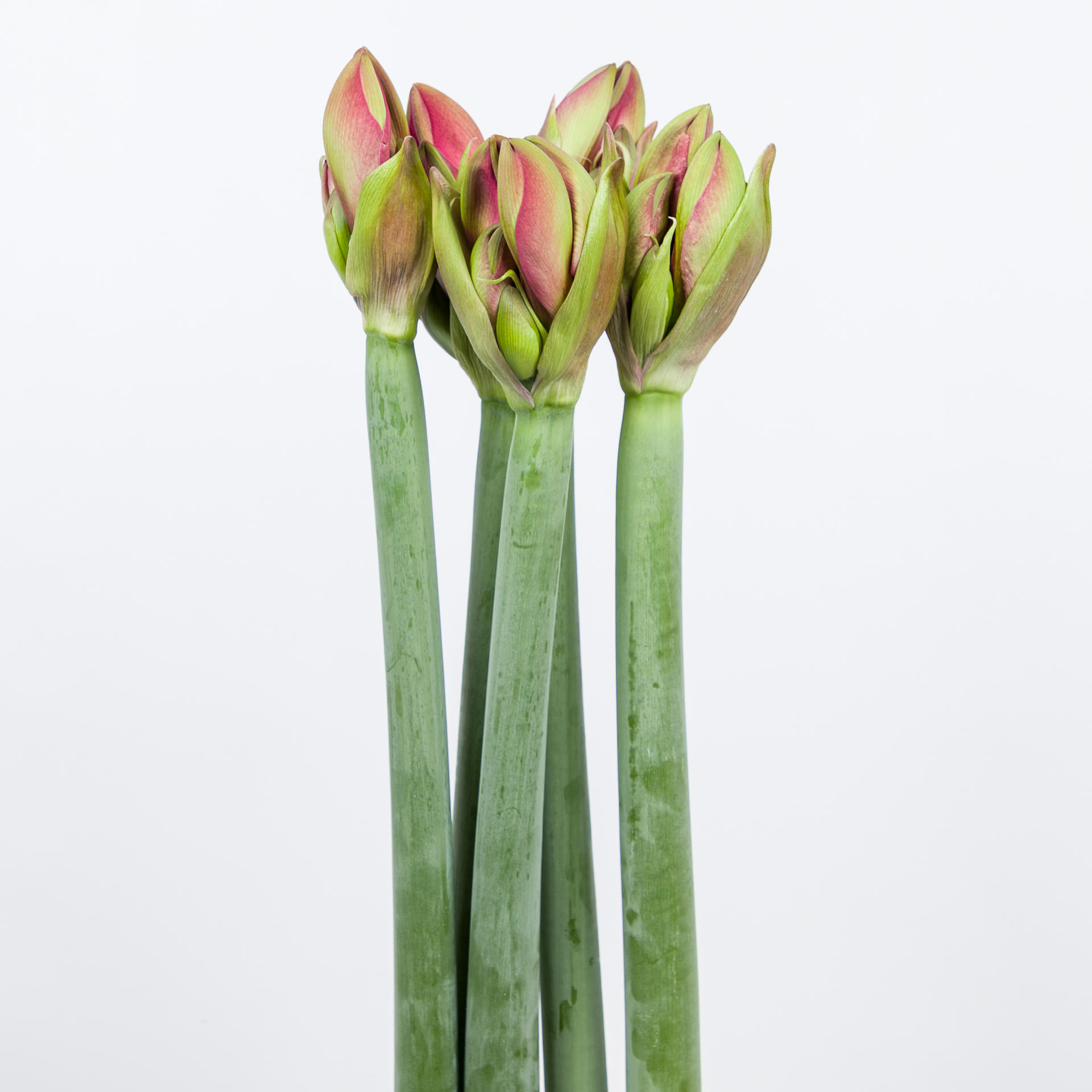12x Hipp.pleasure 70cm