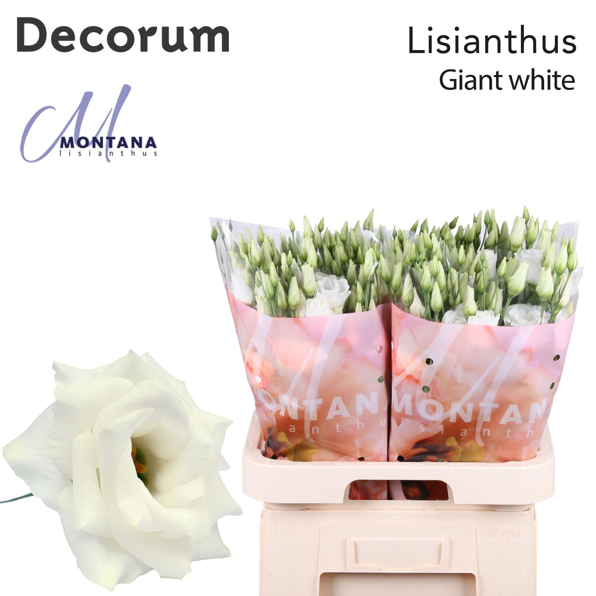 10x Eust.arena giant white du 70cm