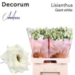 10x Eust.arena giant white du 70cm