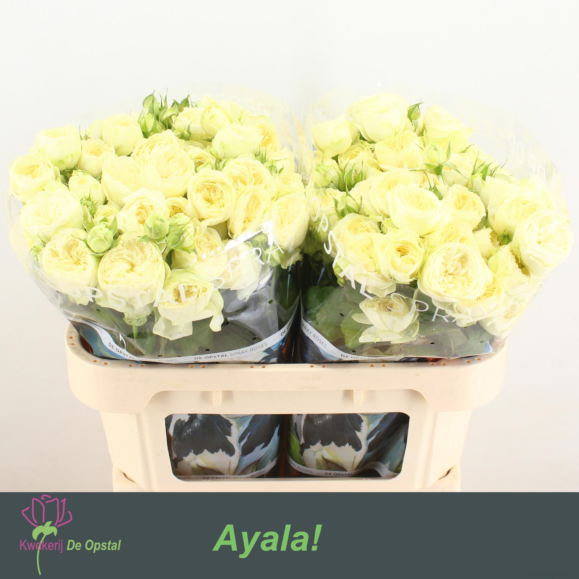10x Rosa tr. ayala! 70cm