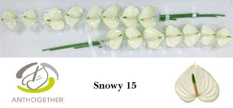 15x Anth.snowy