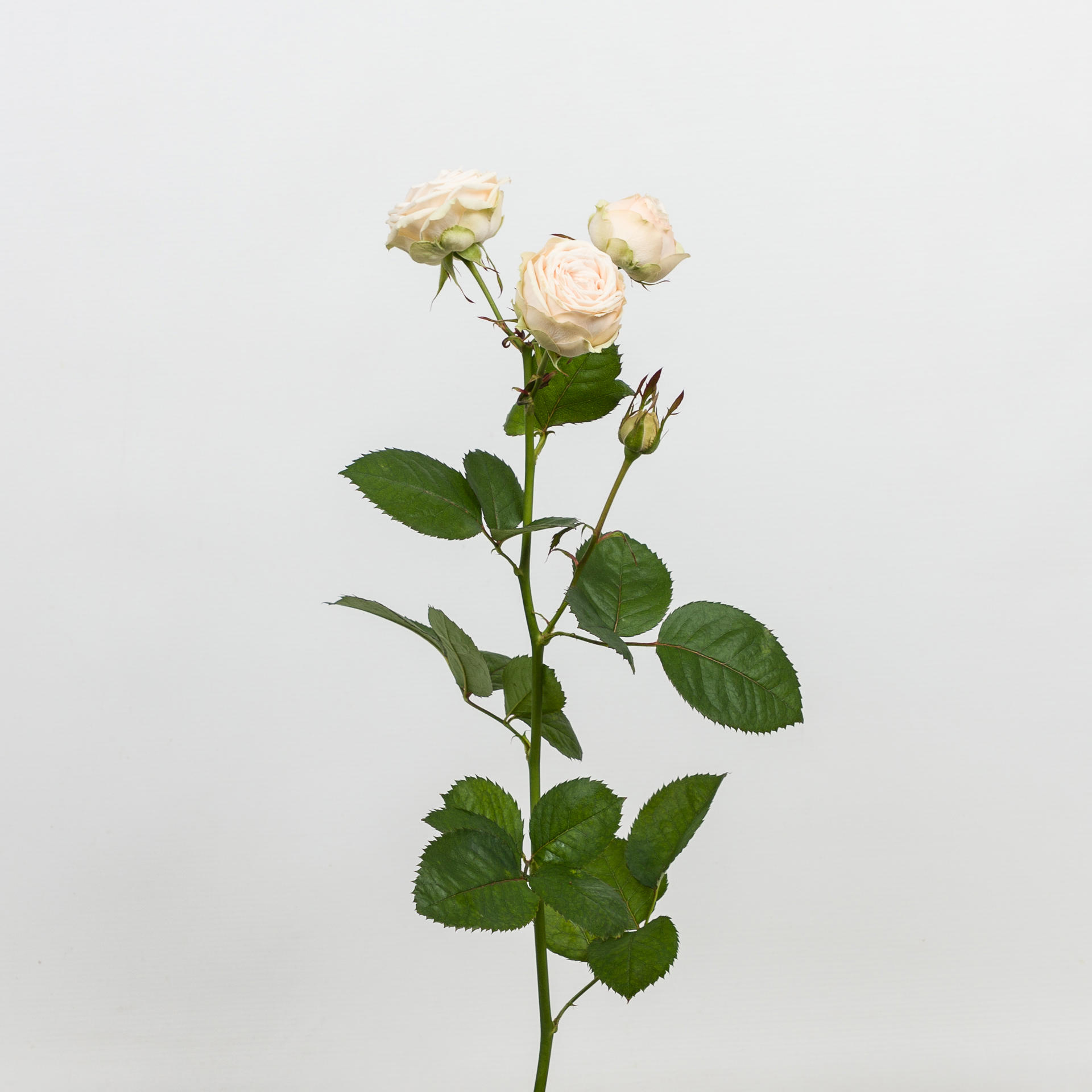 10x Rosa galina 50cm