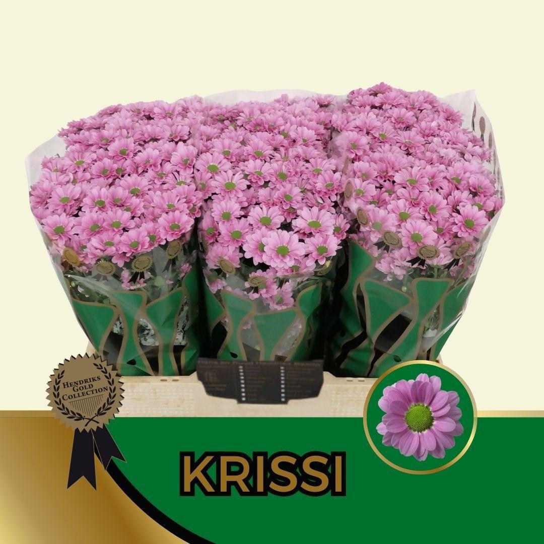 25x Chrysant san.krissi 50cm