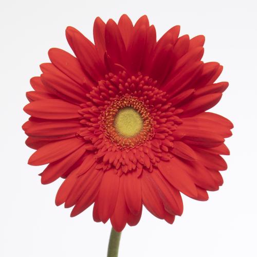 50x Gerb.red explosion 40cm