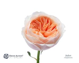 24x Rosa david austin juliet 50cm