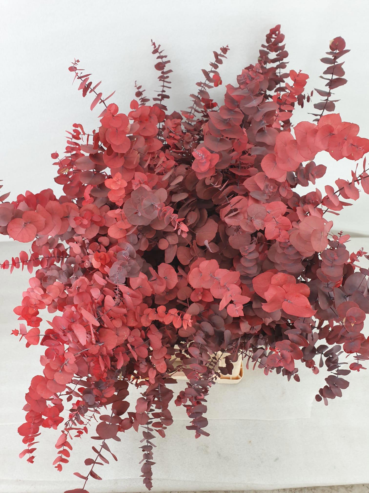 5x Dc eucalyptus stuart.rood gestabiliseerd 70cm