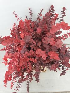 5x Dc eucalyptus stuart.rood gestabiliseerd 70cm