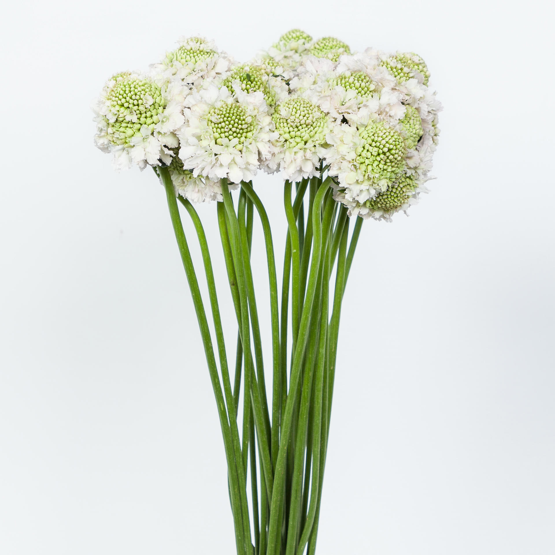 25x Scabiosa french vanilla bon bon scoop 60cm
