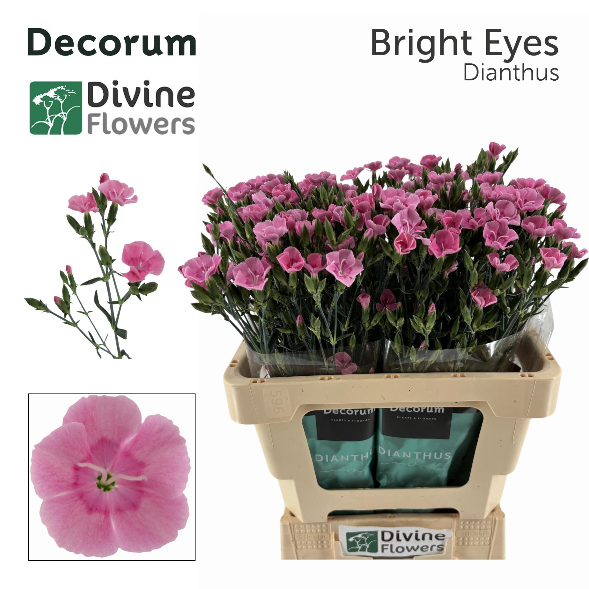 20x Dian.eolo.bright eyes 60cm