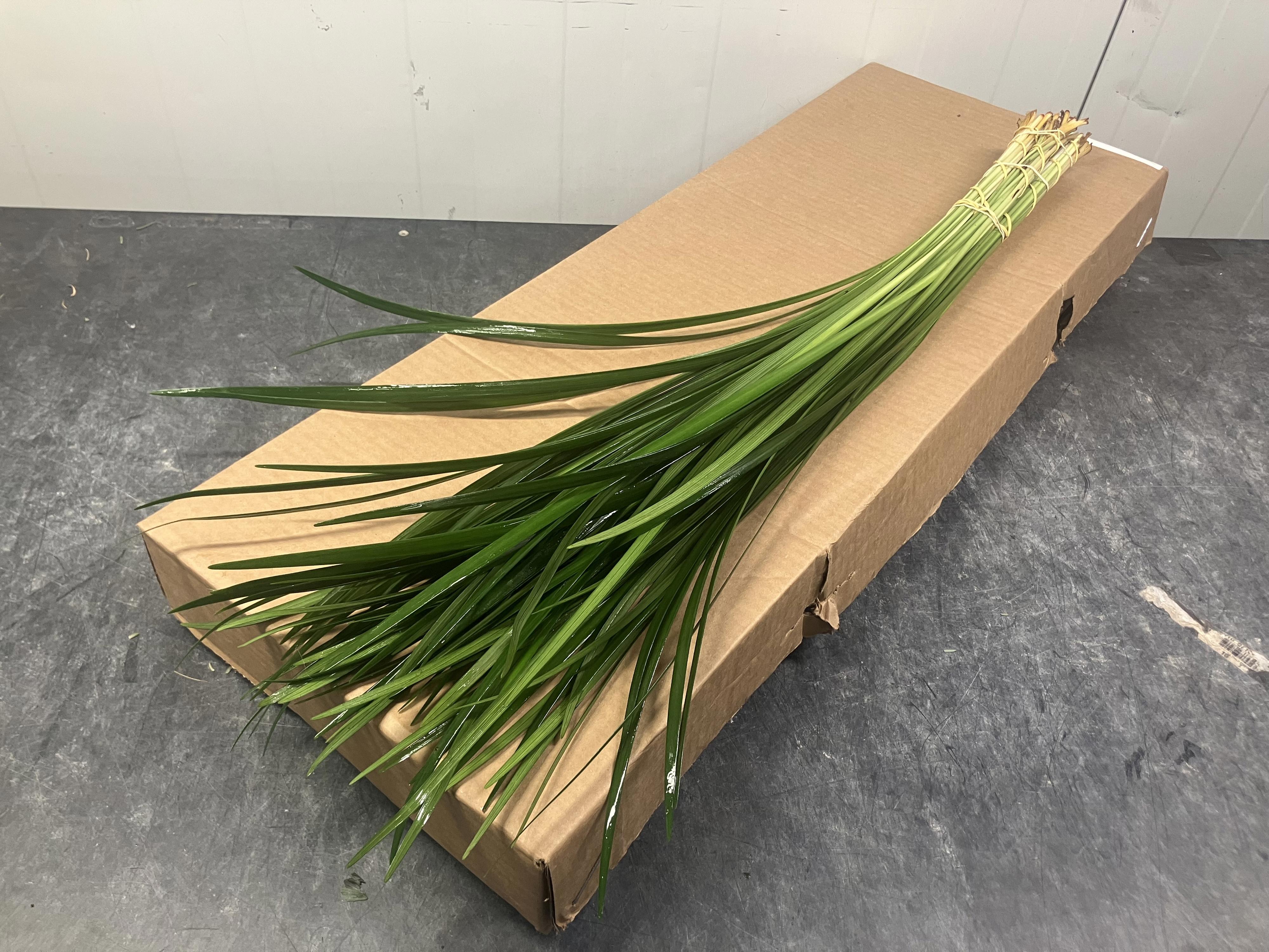 5x Sg lily gras
