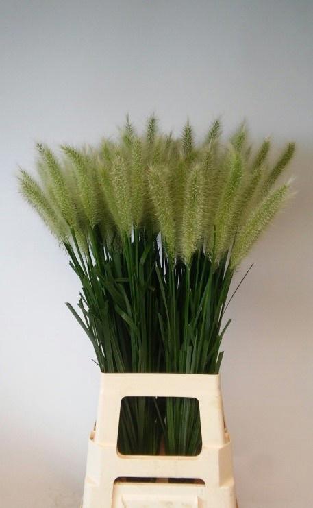 50x Gs pennisetum blondie 70cm
