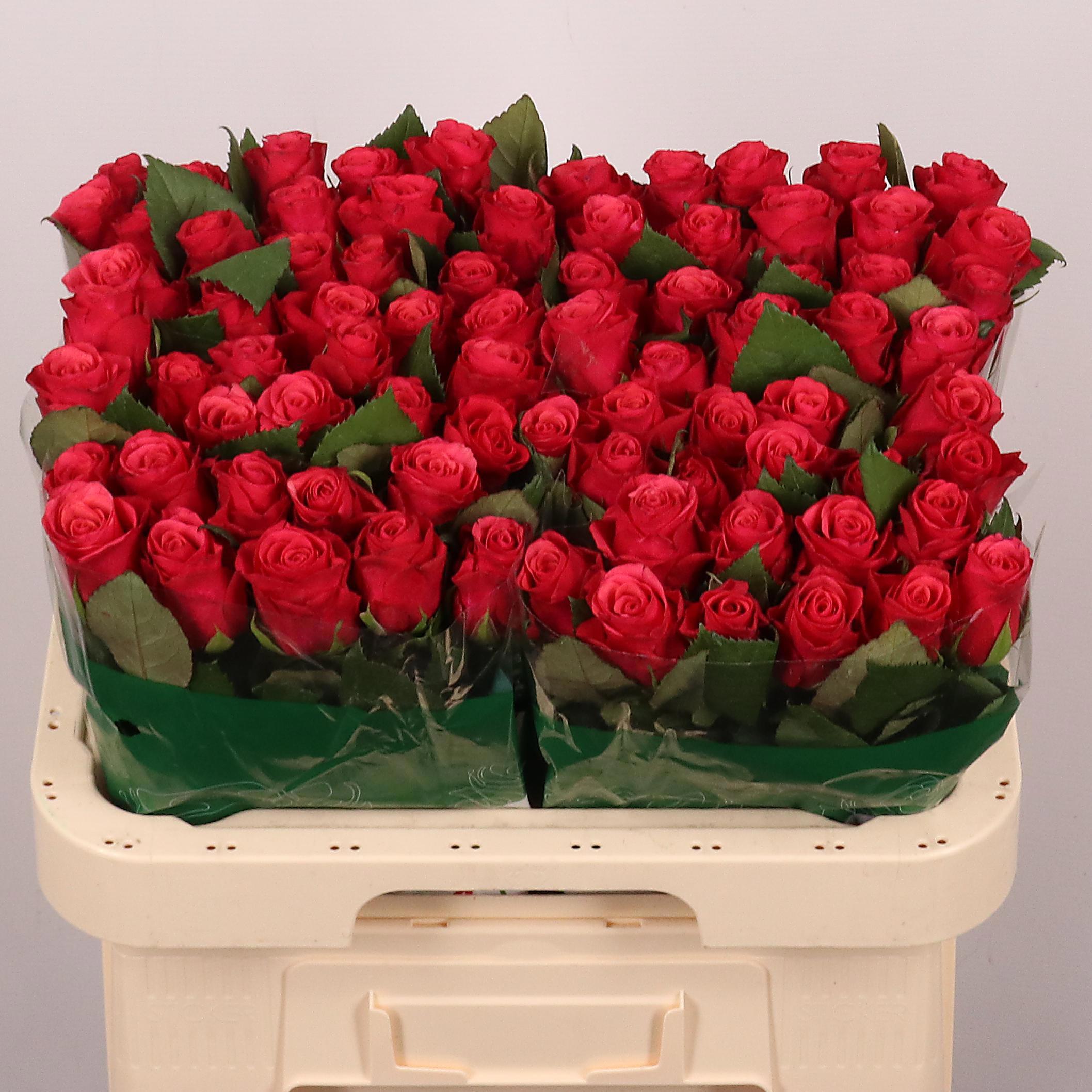 20x Rosa tacazzi+ 60cm