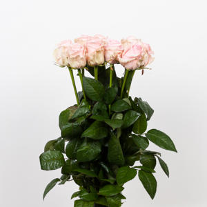 10x Rosa sweet dolomiti 40cm