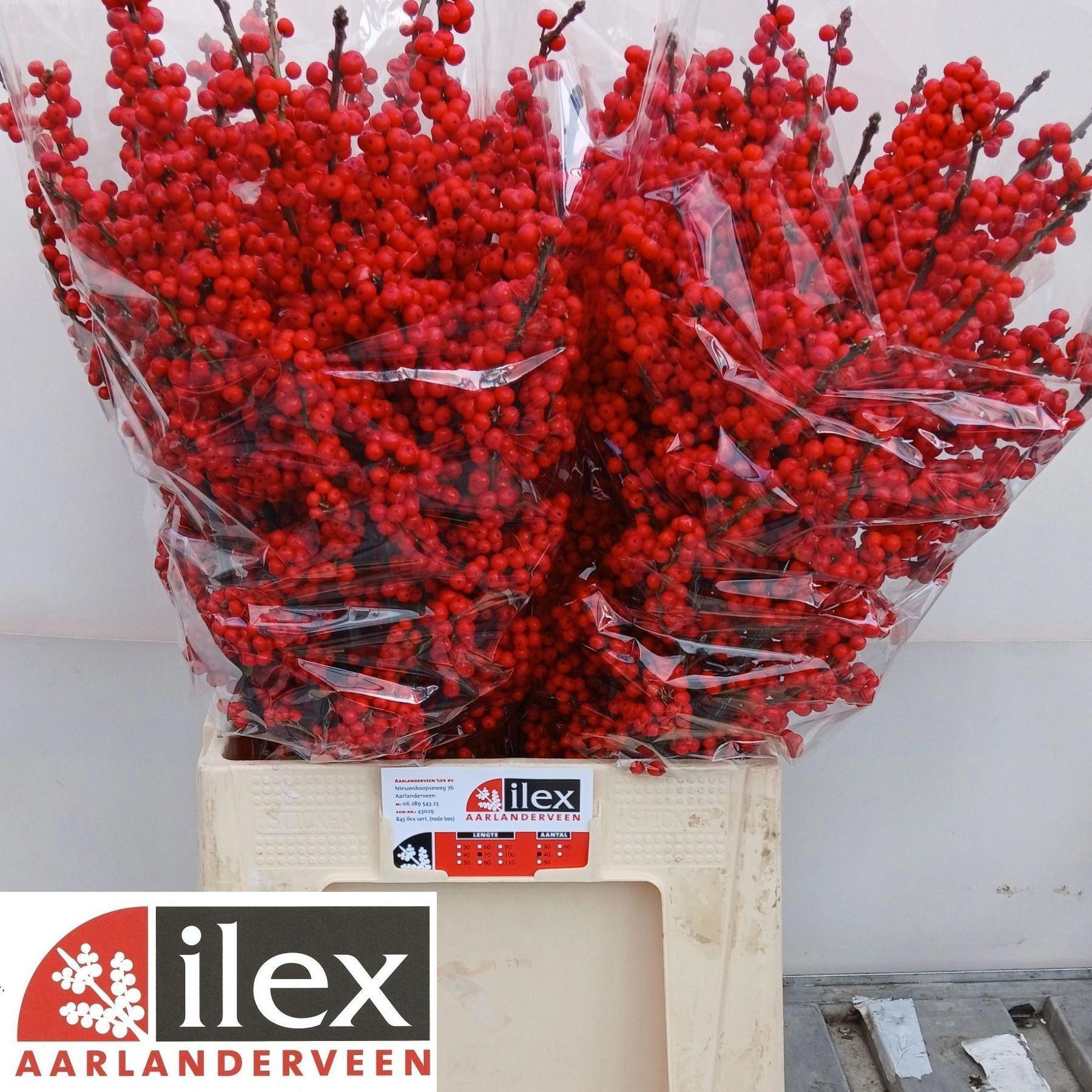 10x Ilex verticillata 70cm