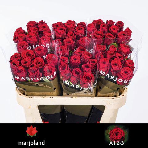 10x Rosa red naomi! 70cm