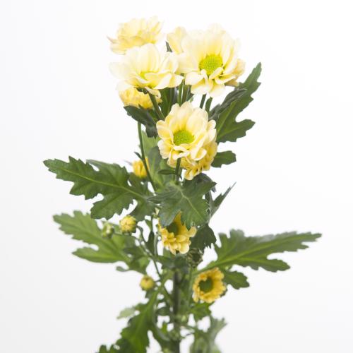 25x Chrysant san.rossi cream 50cm