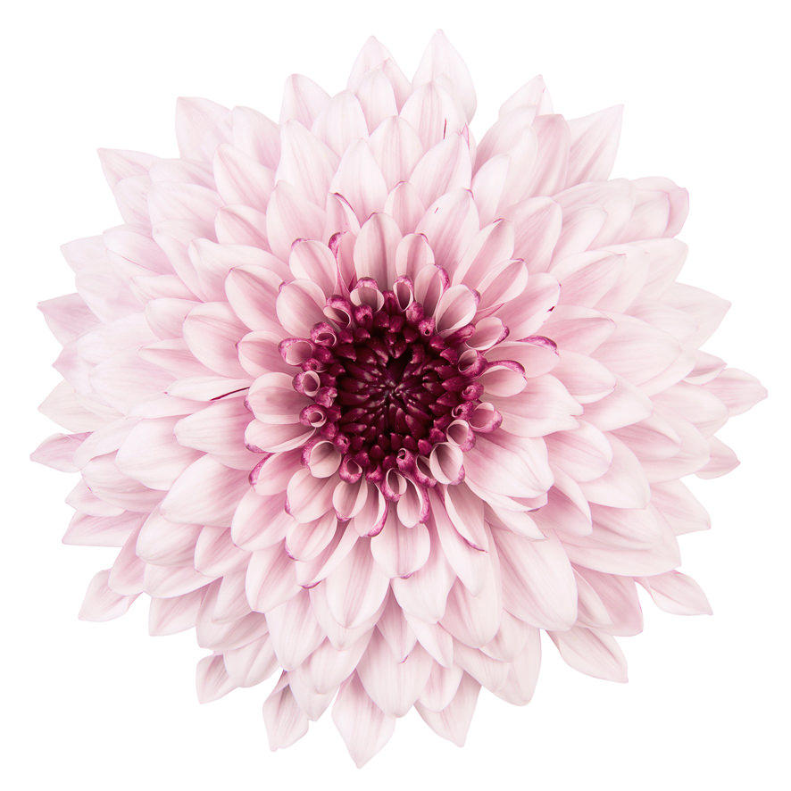 10x Chrysant pip pretty 70cm
