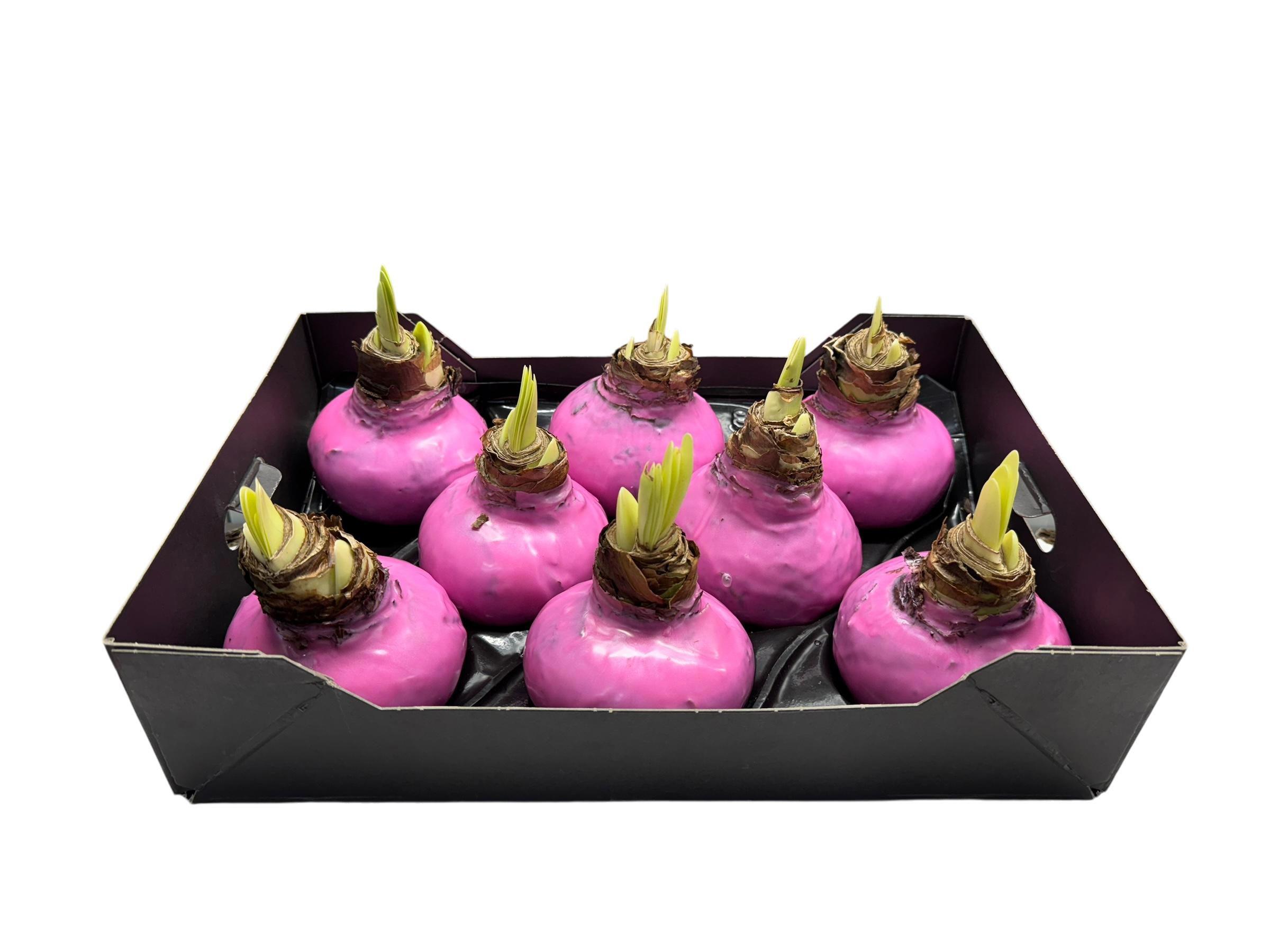 8x Dc wax hipp.pink rose
