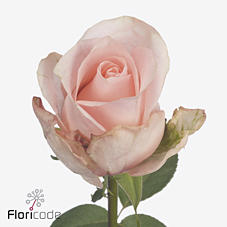 10x Rosa baby doll 50cm