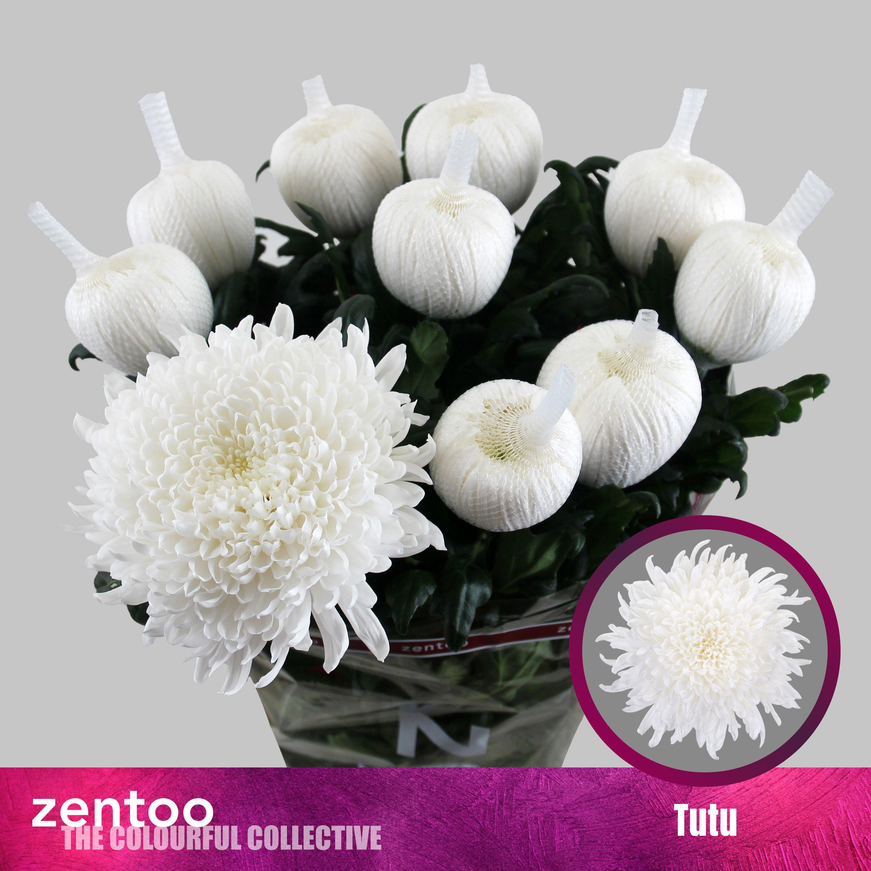 10x Chrysant tutu 70cm