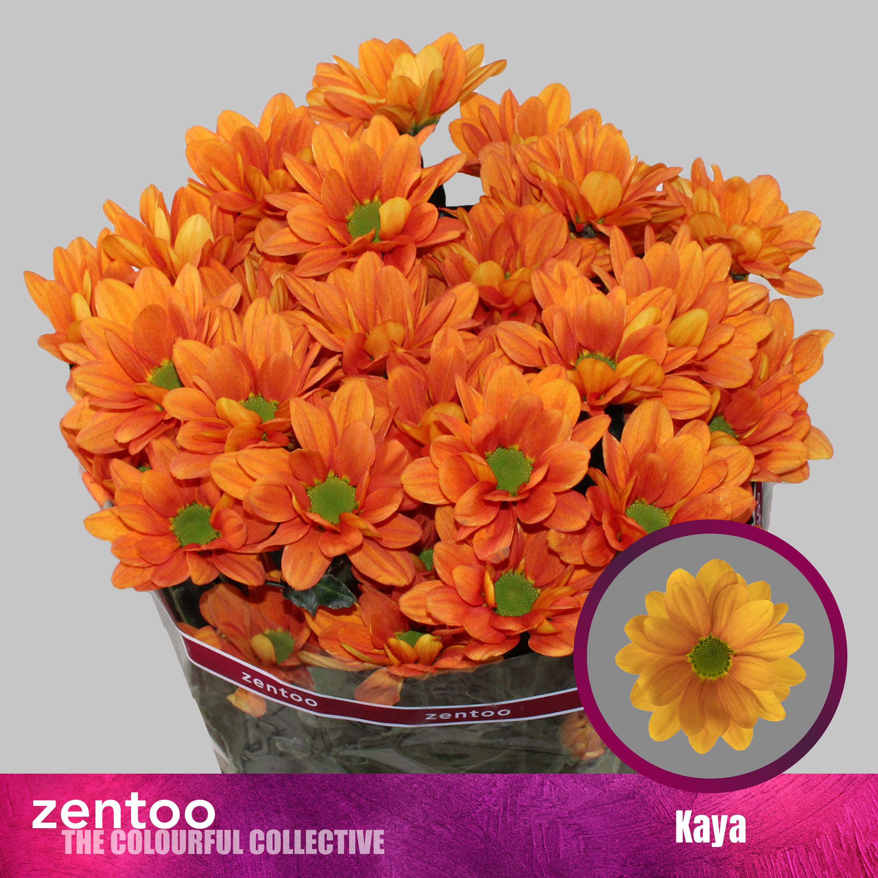 10x Chrysant kaya+ 70cm