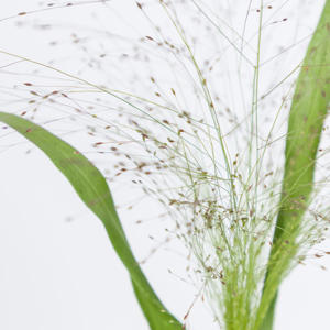 1x Gs panicum fountain 50cm