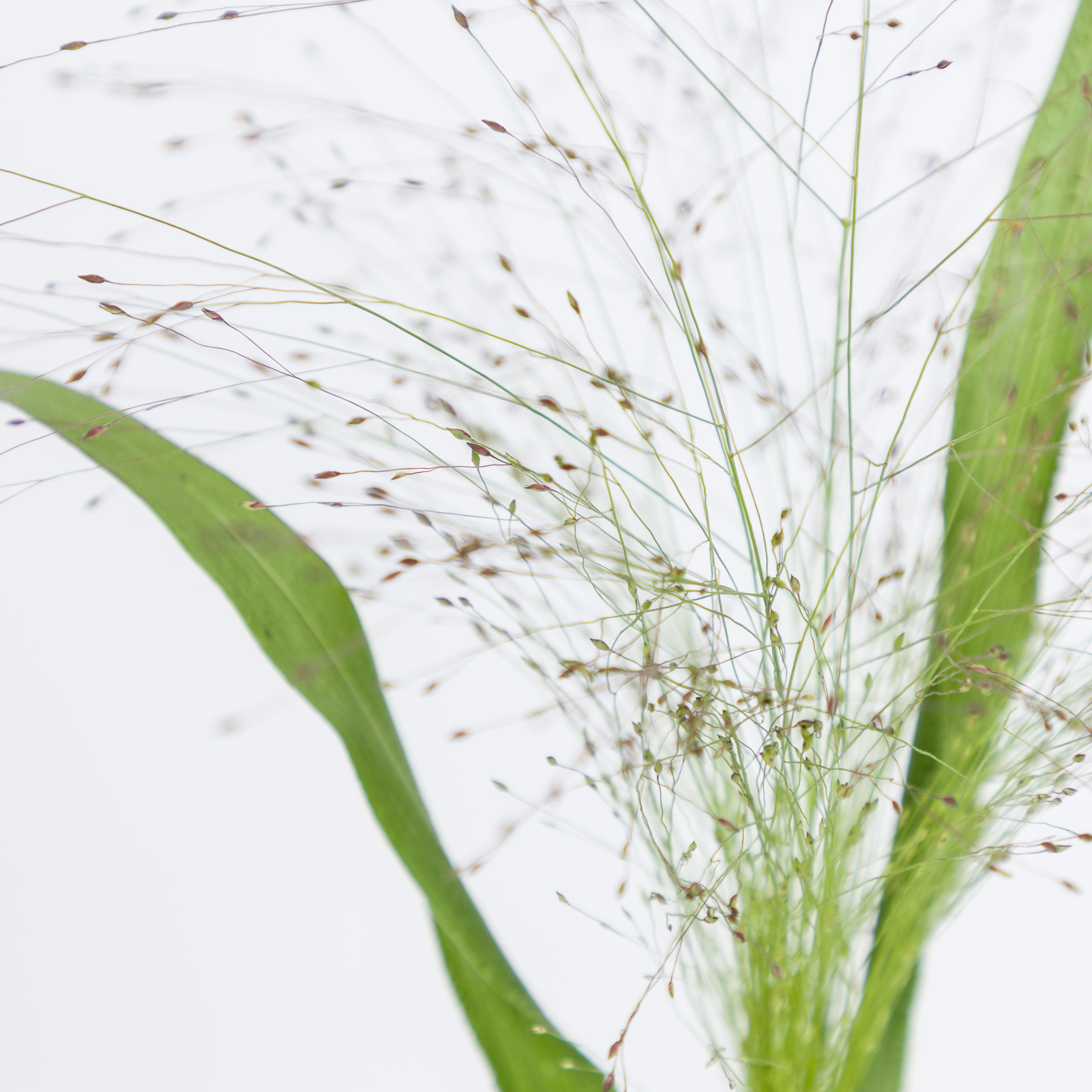 1x Gs panicum fountain 50cm