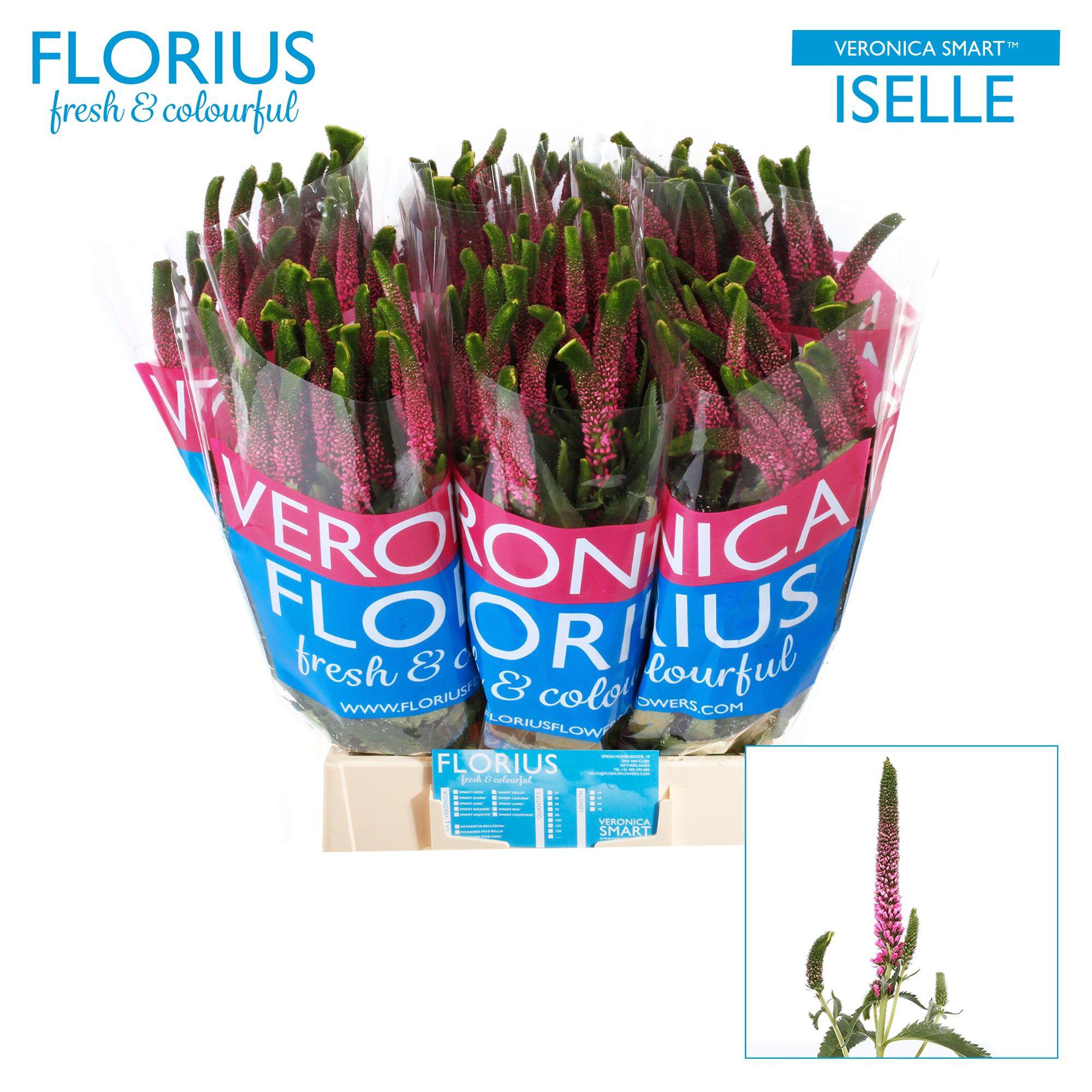 25x Veron.smart iselle 50cm