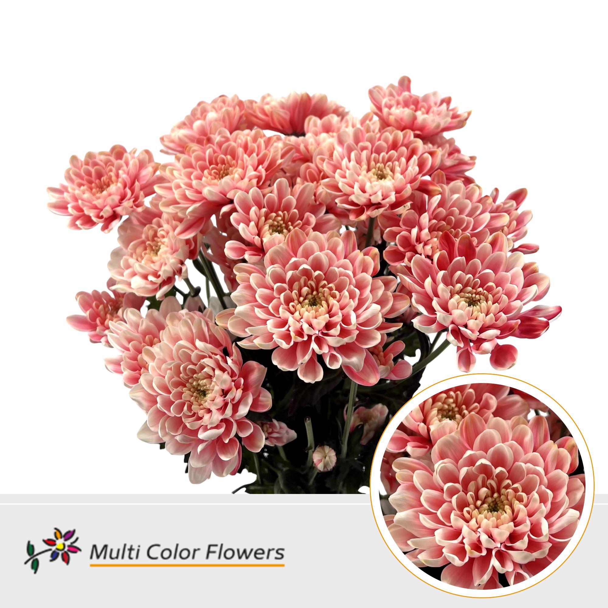 10x Chrysant overig 60cm